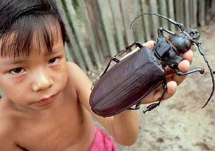 娱乐吃瓜酱美洲大蠊,娱乐吃瓜酱中的神秘生物揭秘